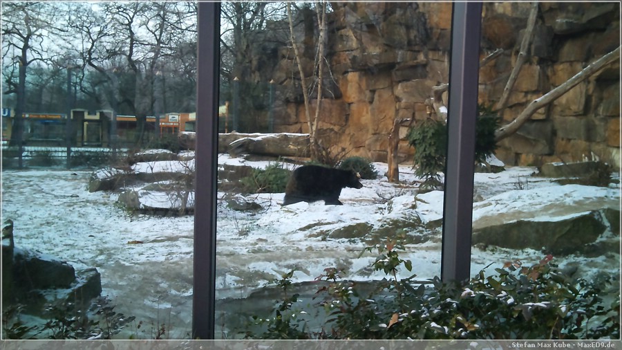 {sosu} Bärenschaufenster am Tierpark