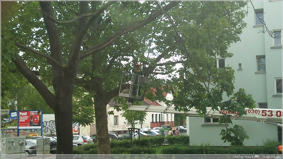 {baum} Äste stutzen