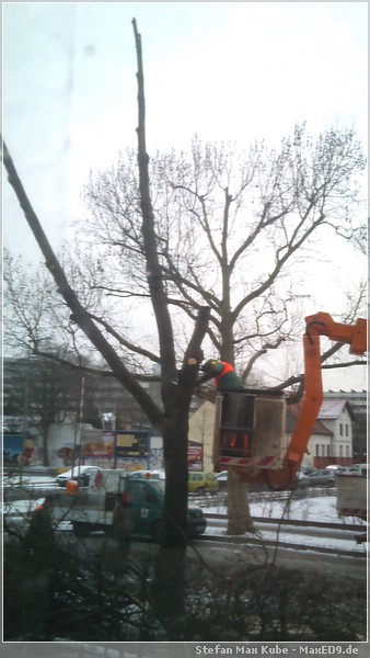 {baum} das Kettensägenmassaker