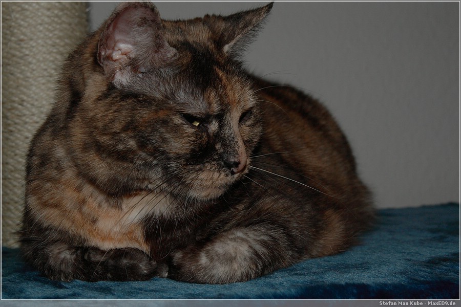 {kkb} Prudence testet schon