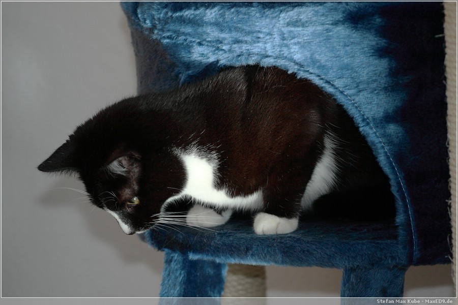 {kkb} Pasha in der Höhle