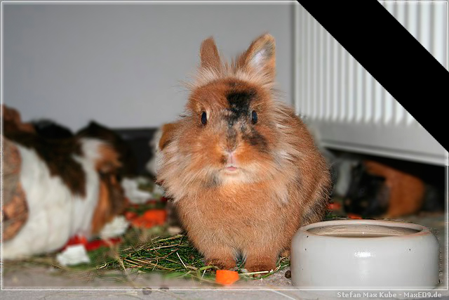 Zuckerschnute Pebbles (Löwenköpfchen)