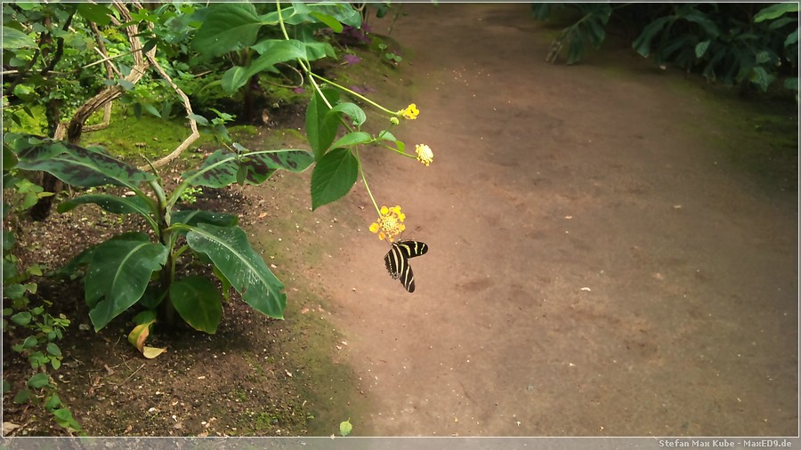 {spw} Nektar trinken