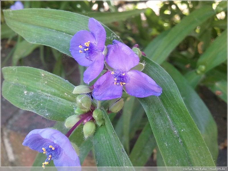 {sw} Schnappschuss vom Samsung Wave