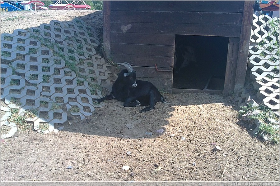 {hvl2} noch ne Ziege