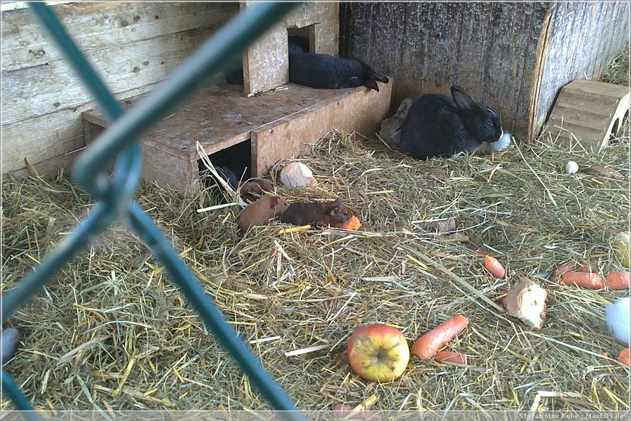 {hvl2} und auch Meerschweinchen