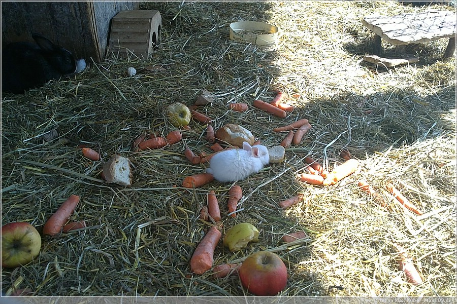{hvl2} das kleine Kaninchen mit der großen Scheibe Brot