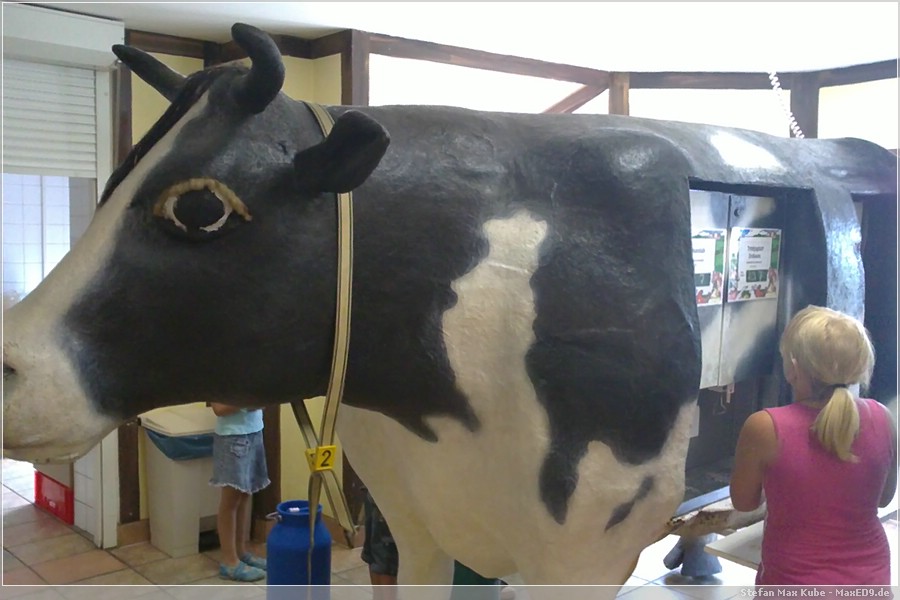 {hvl2} Milch direkt an der Kuh zapfen
