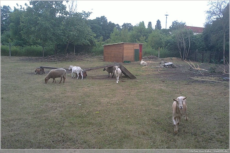 {trt} Schafe und Ziegen entlang der Wuhle