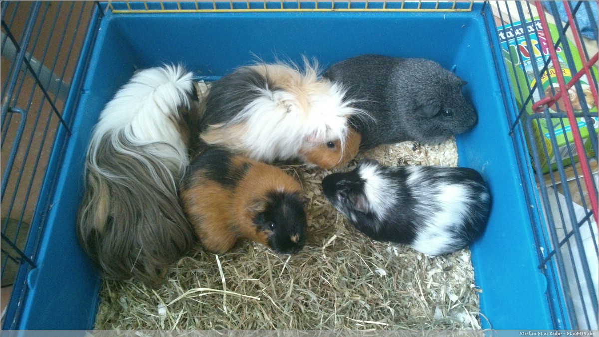 gleich raus aus dem Käfig