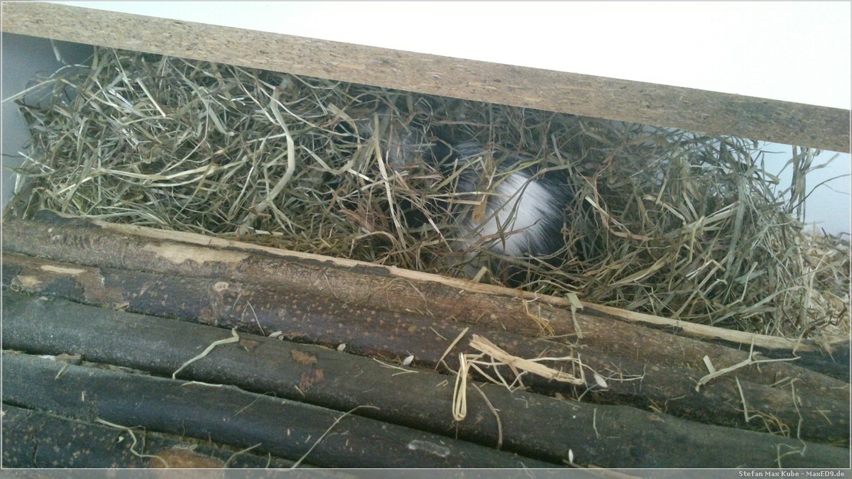 oder im Heu verstecken