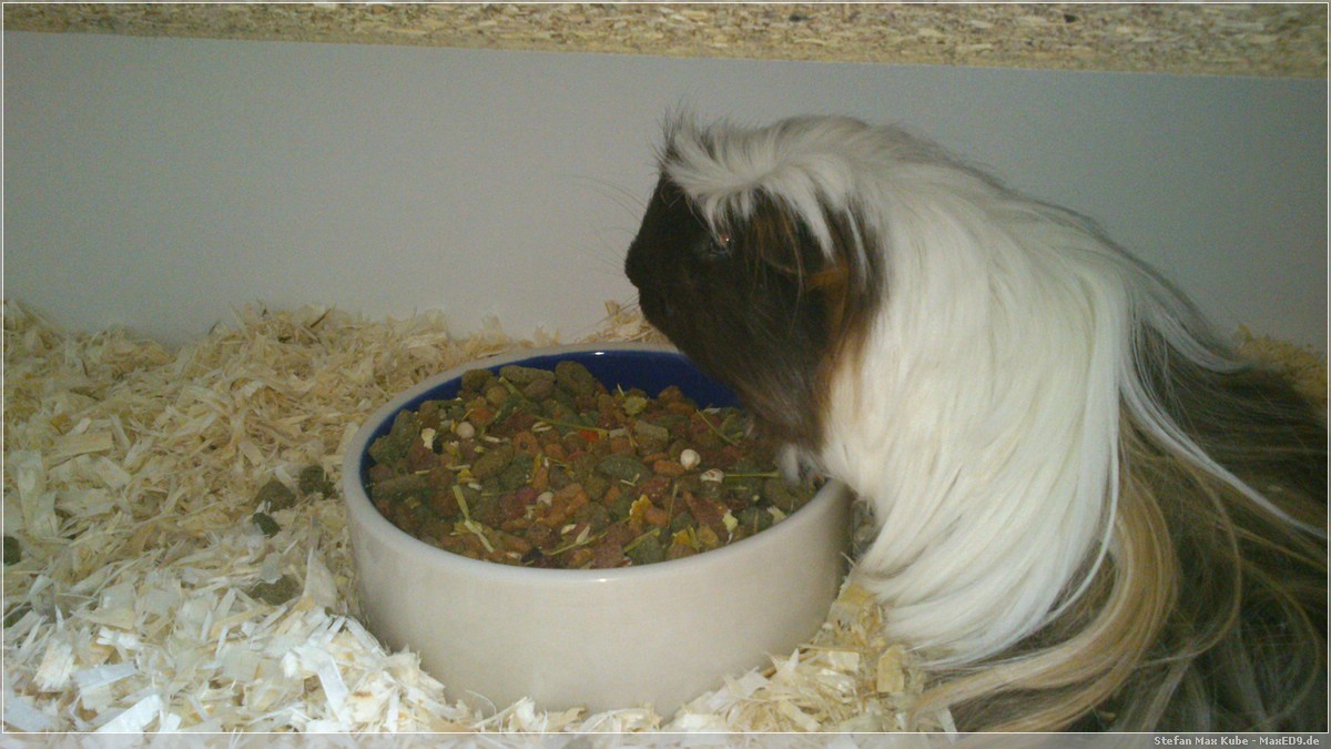 aber fressen ist besser