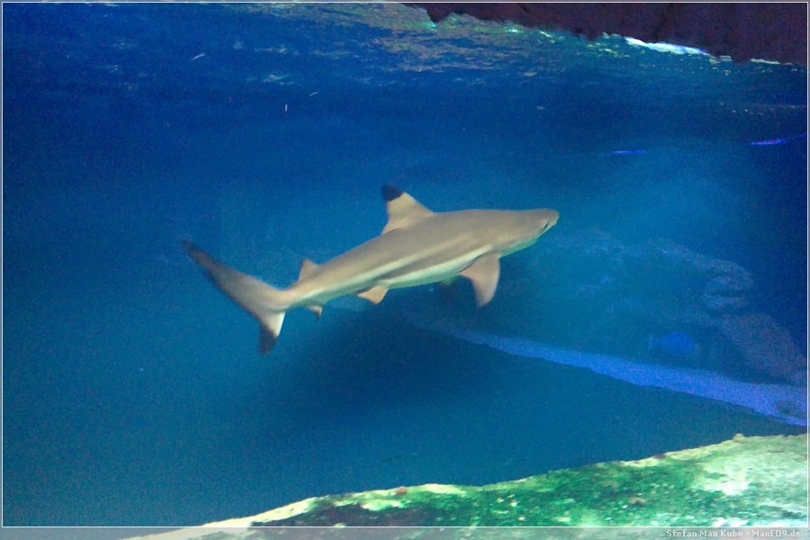 {two} kleiner Hai