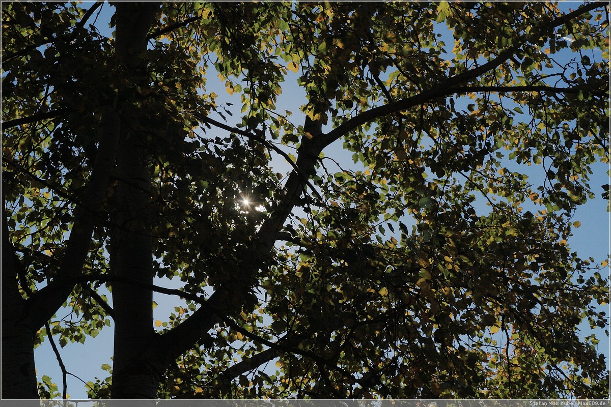 Die Sonne blitzt durch die Bäume
