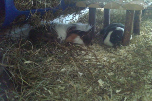 {ms} Casanova ganz relaxt (links) mit Klein-Line (rechts)