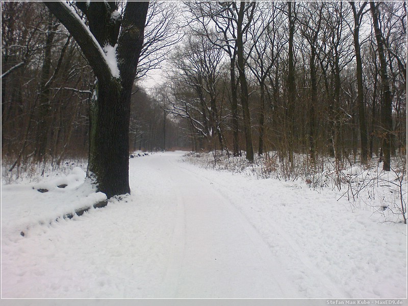 {inatn} Winterwald am 20.Januar