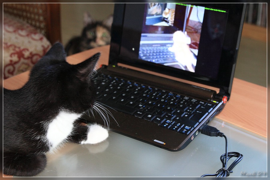 Pasha schaut im Internet, Prudence schaut Pasha zu ;)