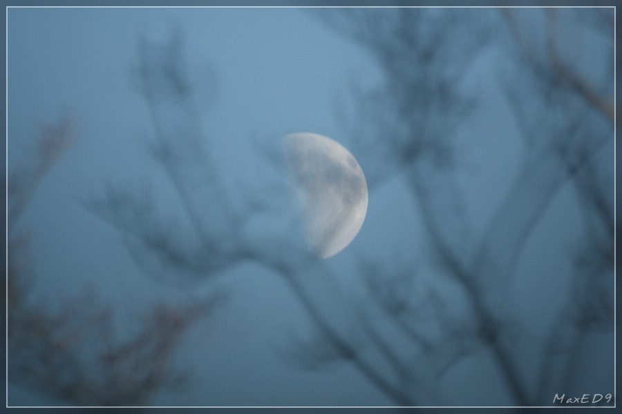 {tagmond} Mond durch einen Baum