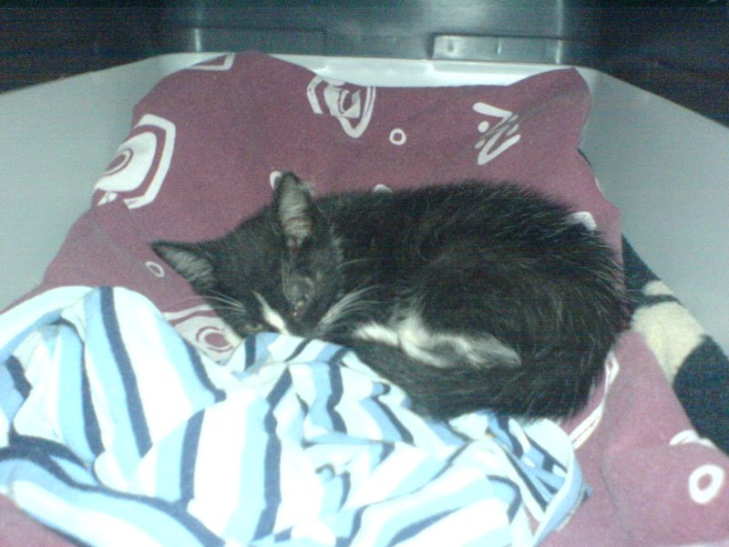 {kater} ...und jetzt ganz geschafft und müde!