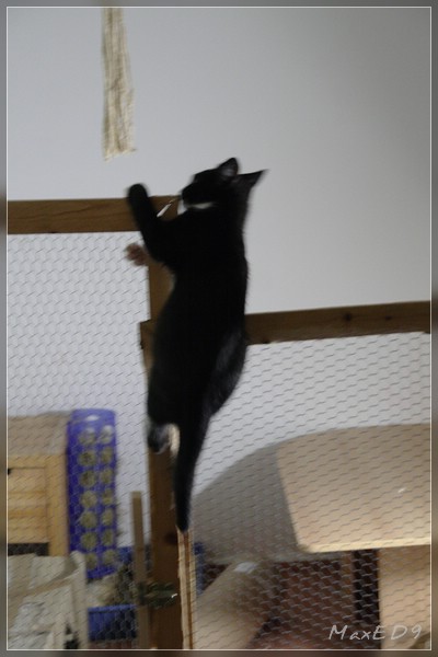 {kk} Kletterkater Schnappschuß