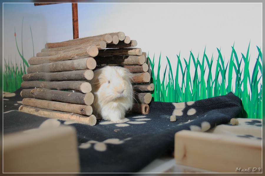 {msh} das erste Schwein erkundet die neue Umgebung