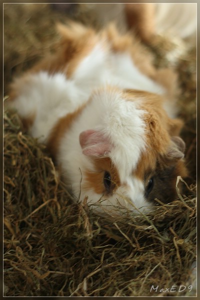 {ocsc} Wickie im Heu