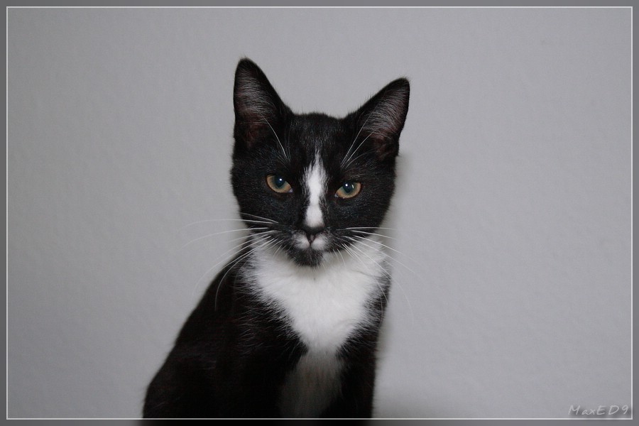 {pdg} Pasha mit 6 Monaten