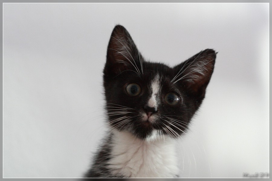 {pdg} Pasha mit etwas über 3 Monate