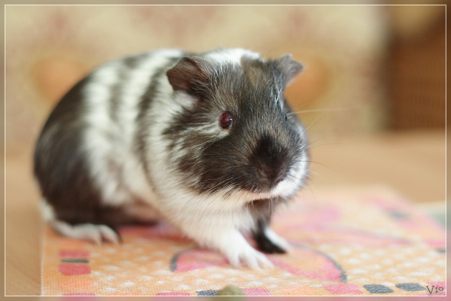 {ringel} Ringelsöckchen