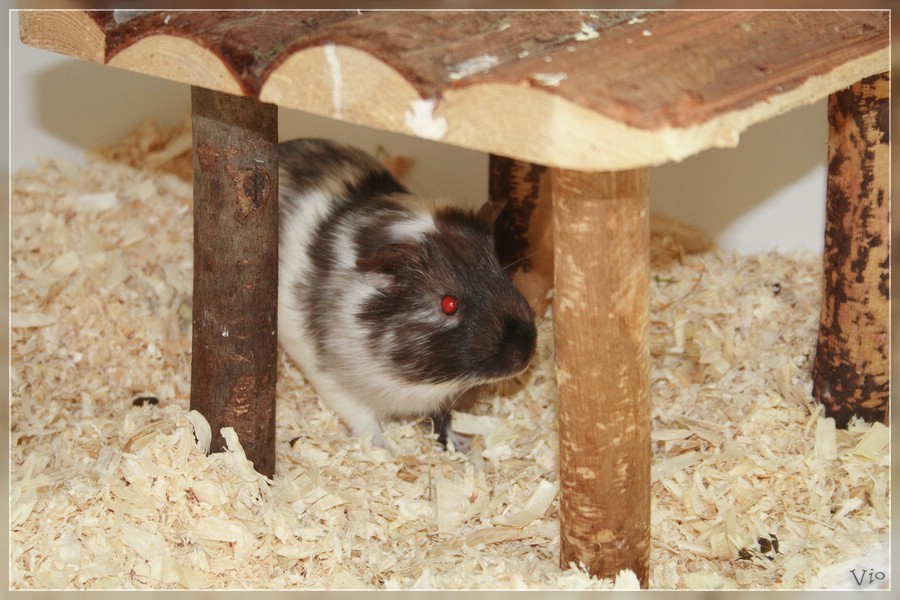 {ringel} nochmal Ringelsöckchen