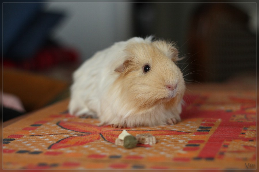 {nmb} Sheltie-Schwein