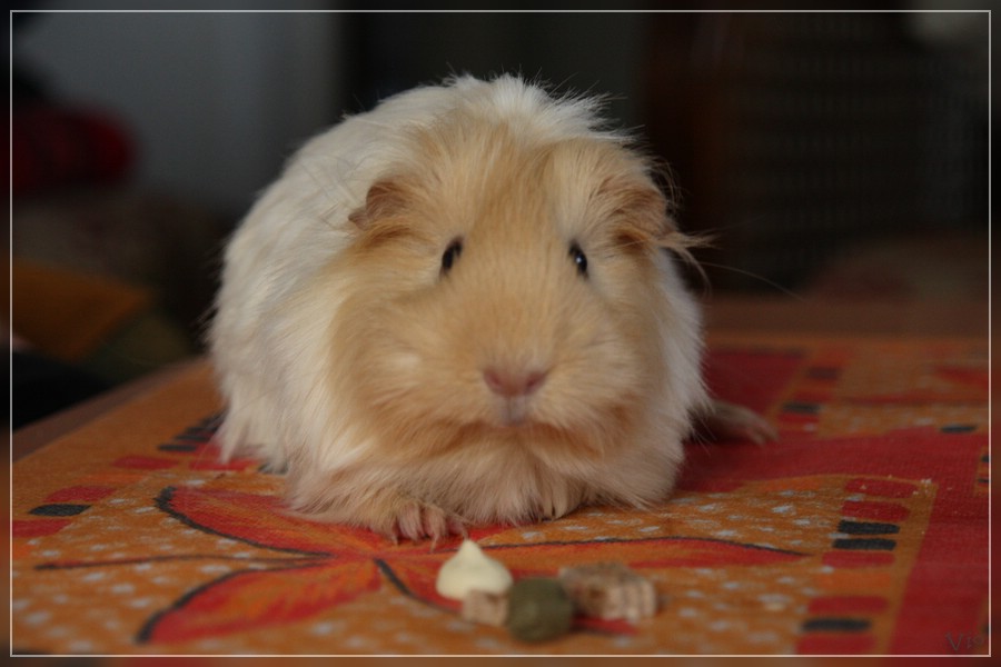 {nmb} Sheltie-Schwein