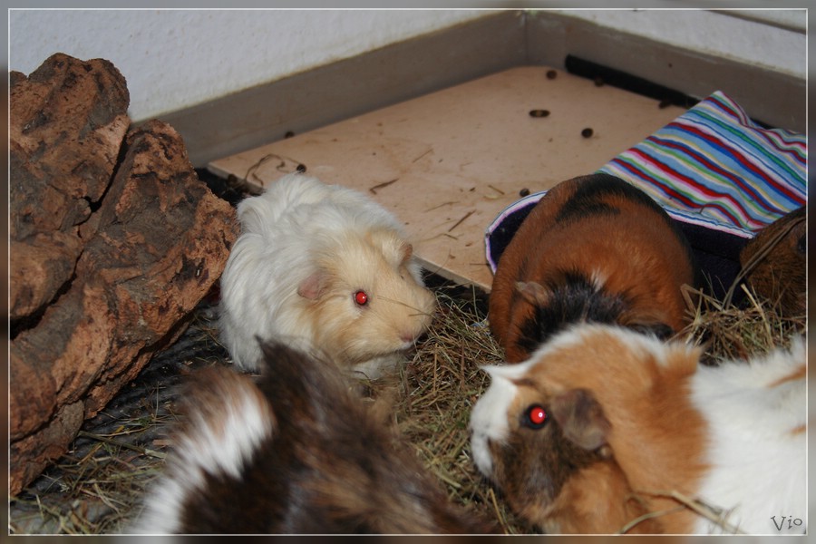 {nmb} Sheltie-Schwein