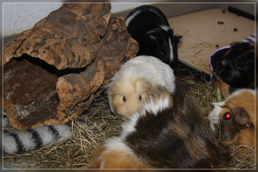 {nmb} Sheltie-Schwein