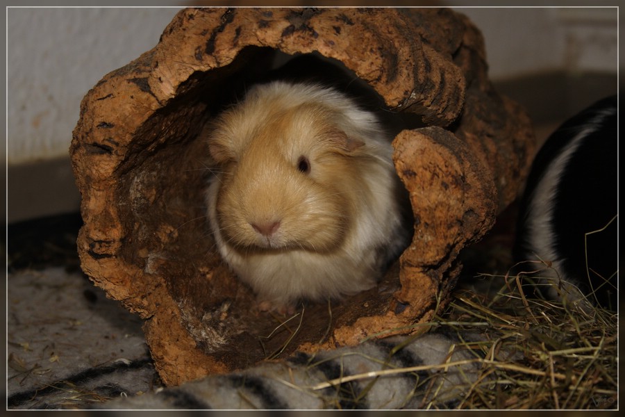 {nmb} Sheltie-Schwein