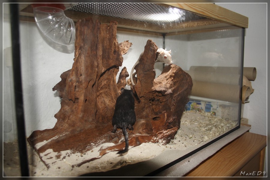 {rw} Wurzel für die Renner