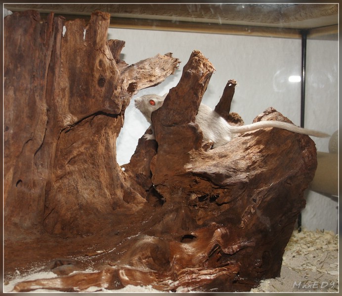 {rw} Wurzel für die Renner